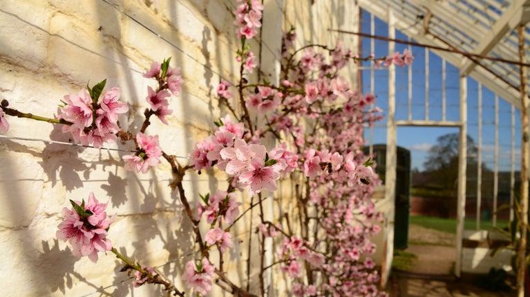 Close up of pink nectarine blossom in full bloom against a wall